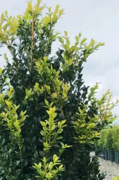 Arctic Emerald Columnar Boxwood - 1 Gallon Pot -Bloom Haven buxus sempervirens arctic emerald boxwood 12 1