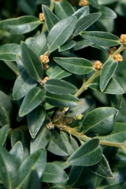 Arctic Emerald Columnar Boxwood - 6 Pack Of 1 Gallon Pots -Bloom Haven buxus sempervirens arctic emerald boxwood 16