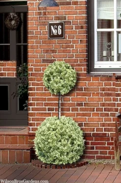 Variegated Boxwood 2-Ball Poodle Tier Topiary - 5 Gallon Pot -Bloom Haven buxus sempervirens aureovariegata boxwood 2 ball poodle tier 8