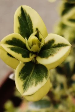 Variegated Boxwood (Buxus Sempervirens 'Aureovariegata') - 2 Gallon Pot - SALE -Bloom Haven buxus sempervirens aureovariegata variegated boxwood 1 3