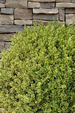 Variegated Boxwood (Buxus Sempervirens 'Aureovariegata') - 2 Gallon Pot - SALE -Bloom Haven buxus sempervirens aureovariegata variegated boxwood 10 2