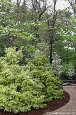 Elegans Variegated Boxwood - Buxus Sempervirens 'Elegantissima' - 3 Gallon Pot -Bloom Haven buxus sempervirens elegantissima variegated boxwood 102 1