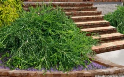 Unraveled Weeping Boxwood - 3 Gallon Pot 11 Unraveled Weeping Boxwood - 3 Gallon Pot -Bloom Haven buxus sempervirens unraveled weeping boxwood 15