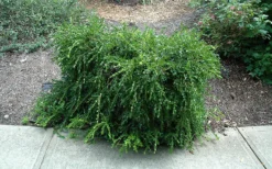 Unraveled Weeping Boxwood - 3 Gallon Pot 12 Unraveled Weeping Boxwood - 3 Gallon Pot -Bloom Haven buxus sempervirens unraveled weeping boxwood 7