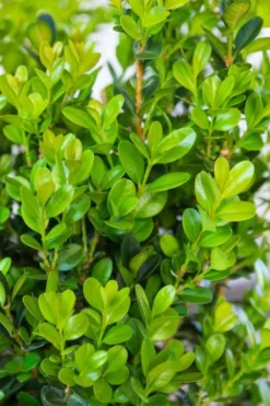 Winterstar Boxwood - 2 Gallon Pot 10 Winterstar Boxwood - 2 Gallon Pot -Bloom Haven buxus winterstar boxwood 1