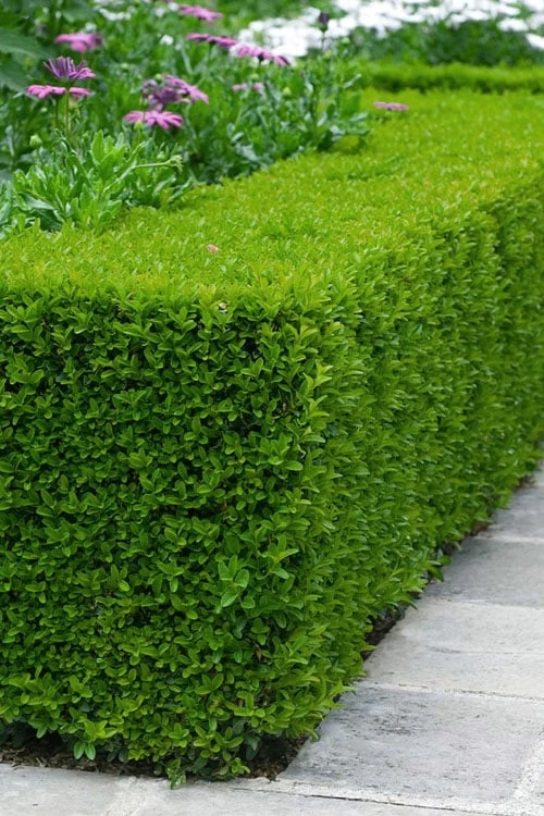 Winterstar Boxwood - 2 Gallon Pot 1 Winterstar Boxwood - 2 Gallon Pot