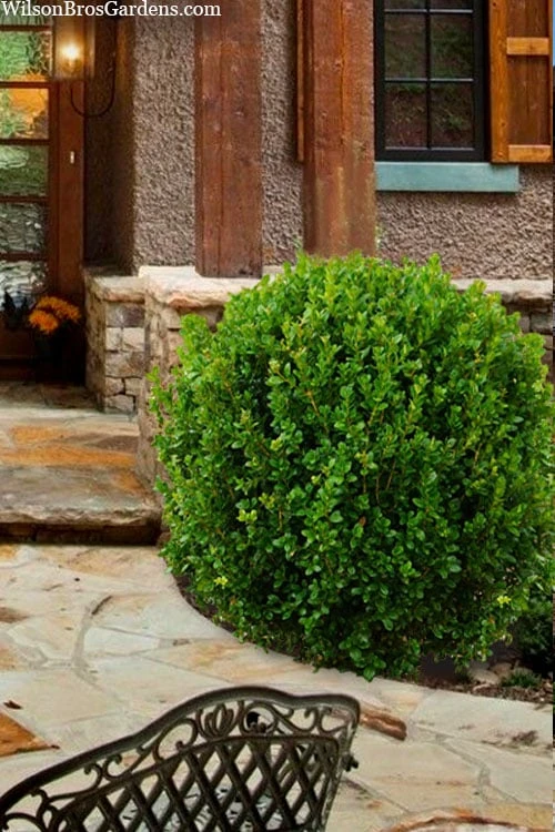 Winterstar Boxwood - 2 Gallon Pot 6 Winterstar Boxwood - 2 Gallon Pot - Image 6