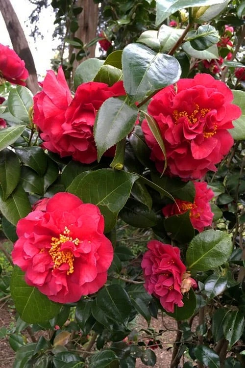 Turandot Camellia Japonica - 3 Gallon Pot 4 Turandot Camellia Japonica - 3 Gallon Pot - Image 4