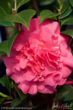 Ack-Scent Fragrant Pink Camellia Japonica - 3 Gallon Pot -Bloom Haven camellia ack scent jw 3