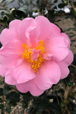 Pink Icicle Cold Hardy Camellia Hybrid - 6 Pack Of 1 Gallon Pots