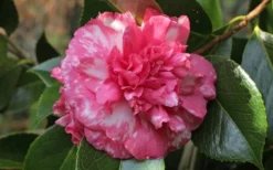 Sacred Dance Camellia Japonica 'Daikagura' - 3 Gallon Pot -Bloom Haven camellia daikagura 20