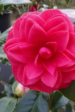 Glen 40 Camellia Japonica - 1 Gallon Pot 13 Glen 40 Camellia Japonica - 1 Gallon Pot -Bloom Haven camellia glen 40 1