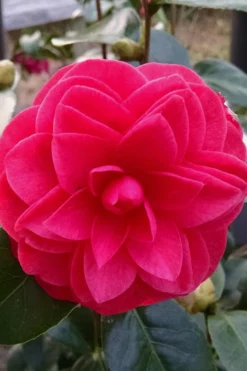 Glen 40 Camellia Japonica - 1 Gallon Pot 12 Glen 40 Camellia Japonica - 1 Gallon Pot -Bloom Haven camellia glen 40 2