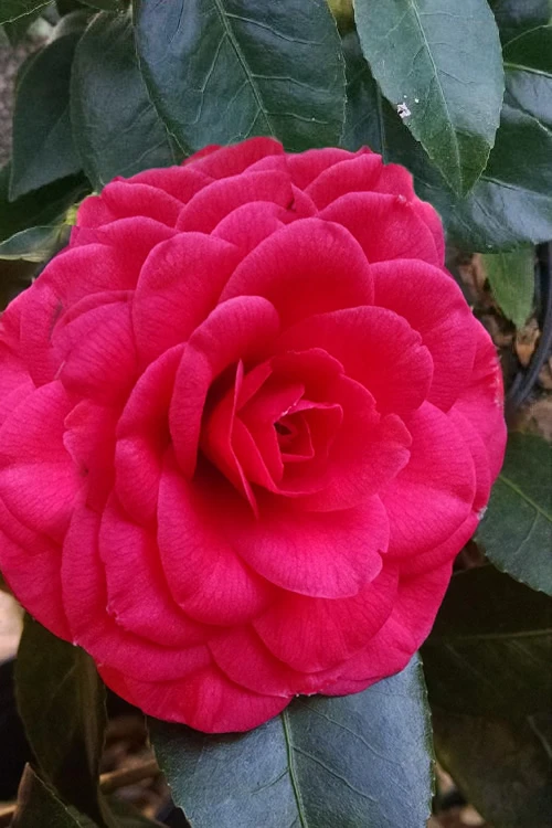 Glen 40 Camellia Japonica - 1 Gallon Pot 4 Glen 40 Camellia Japonica - 1 Gallon Pot - Image 4