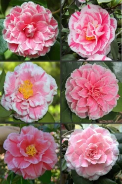 Brilliant Gem Fragrant Camellia Japonica 'Herme' - 7 Gallon Pot -Bloom Haven camellia herrmes 1