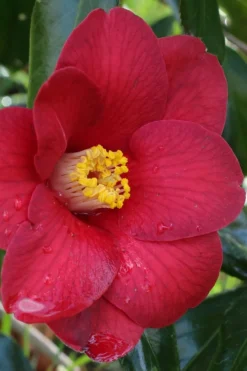 Adeyaka Camellia Japonica - 1 Gallon Pot