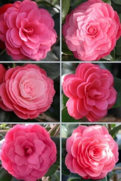 April Kiss Pink Double Flowered Camellia Japonica - 1 Gallon Pot -Bloom Haven camellia japonica april kiss 102