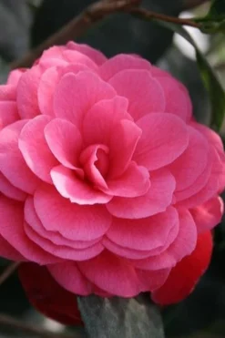 April Kiss Pink Double Flowered Camellia Japonica - 1 Gallon Pot -Bloom Haven camellia japonica april kiss 103