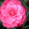 April Kiss Pink Double Flowered Camellia Japonica - 1 Gallon Pot