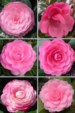 E.G. Waterhouse Camellia - Williamsii Hybrid - 1 Gallon Pot -Bloom Haven camellia japonica e g waterhouse 21 1