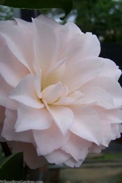 Harriet Bisbee Camellia Japonica - 3 Gallon Pot -Bloom Haven camellia japonica harriet bisbee 2