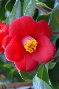 Korean Fire Camellia Japonica - 3 Gallon Pot 7 Korean Fire Camellia Japonica - 3 Gallon Pot -Bloom Haven camellia japonica korean fire 1