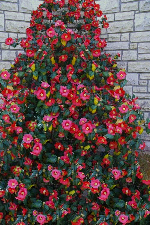 Korean Fire Camellia Japonica - 3 Gallon Pot 1 Korean Fire Camellia Japonica - 3 Gallon Pot