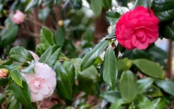 LA Peppermint Camellia Japonica - 3 Gallon Pot 10 LA Peppermint Camellia Japonica - 3 Gallon Pot -Bloom Haven camellia japonica la peppermint 101
