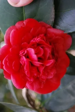 Paulette Goddard Camellia Japonica - 3 Gallon Pot -Bloom Haven camellia japonica paulette goddard 2