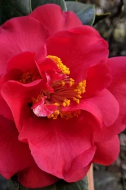 Paulette Goddard Camellia Japonica - 3 Gallon Pot -Bloom Haven camellia japonica paulette goddard 3