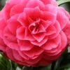 Romany Camellia Japonica - 3 Gallon Pot
