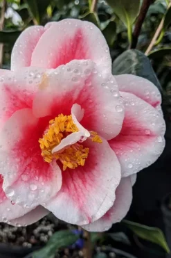 Sadaharu Oh Camellia - 7 Gallon Pot (3-4') -Bloom Haven camellia japonica sadaharu oh 100