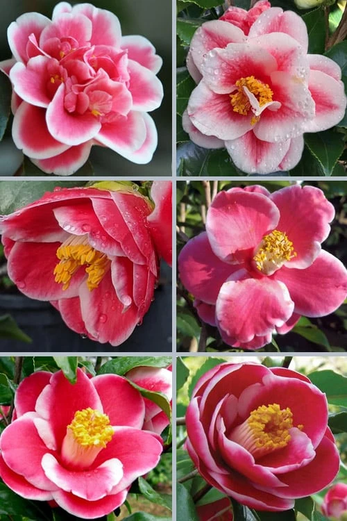 Sadaharu Oh Camellia - 3 Gallon Pot 4 Sadaharu Oh Camellia - 3 Gallon Pot - Image 4