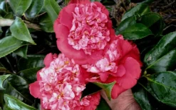 Laura Walker Camellia Japonica - 1 Gallon Pot -Bloom Haven camellia laura walker 10
