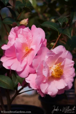Pink Icicle Cold Hardy Camellia Hybrid - 6 Pack Of 1 Gallon Pots -Bloom Haven camellia pink icicle jw 1