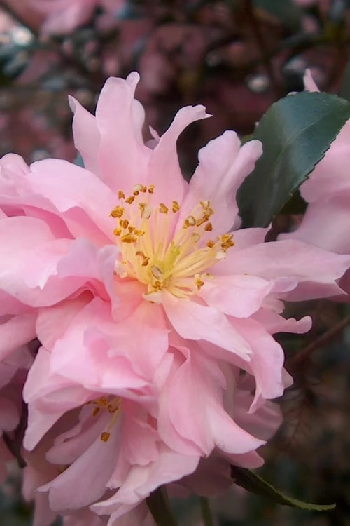Pink Snow Camellia Sasanqua - 1 Gallon Pot 1 Pink Snow Camellia Sasanqua - 1 Gallon Pot