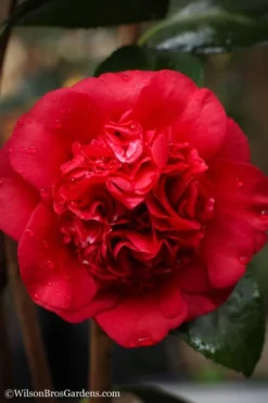 Professor Sargent Camellia Japonica - 7 Gallon Pot (3-4') 9 Professor Sargent Camellia Japonica - 7 Gallon Pot (3-4') -Bloom Haven camellia professor sargent 20 1