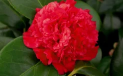 Professor Sargent Camellia Japonica - 6 Pack Of 1 Gallon Pots -Bloom Haven camellia professor sargent bloom