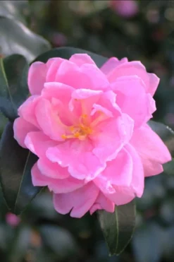 Sagamio Wabisuke Camellia - 3 Gallon Pot -Bloom Haven camellia sagamio wabisuki 1
