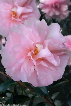 Cotton Candy Camellia Sasanqua - 6 Pack Of 1 Gallon Pots