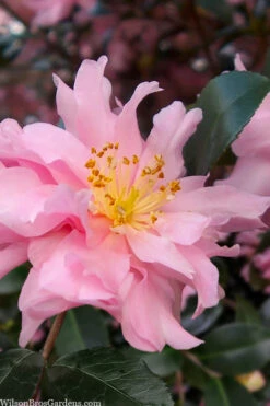 Pink Snow Camellia Sasanqua - 7 Gallon Pot (2-3')
