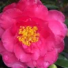 Shishi Gashira Dwarf Camellia Sasanqua - 2.5 Quart Pot