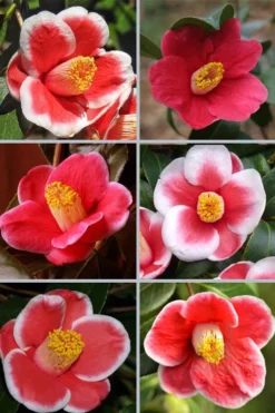 Tama No Ura Weeping Camellia Japonica - 1 Gallon Pot -Bloom Haven camellia tama no ura sports 1