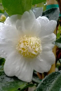Winter's Snowman Camellia Hybrid - 1 Gallon Pot -Bloom Haven camellia winters snowman 105 1
