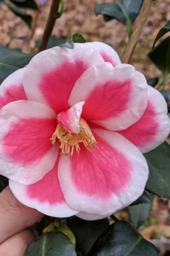Christmas Candy Camellia - 3 Gallon Pot -Bloom Haven camellia x vernalis christmas candy 2