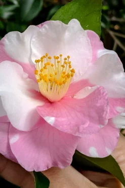 Shibori-Egao Camellia - 3 Gallon Pot -Bloom Haven camellia x vernalis shibori egao 100