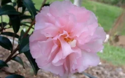 Cotton Candy Camellia Sasanqua - 6 Pack Of 1 Gallon Pots -Bloom Haven camelliacottoncandy