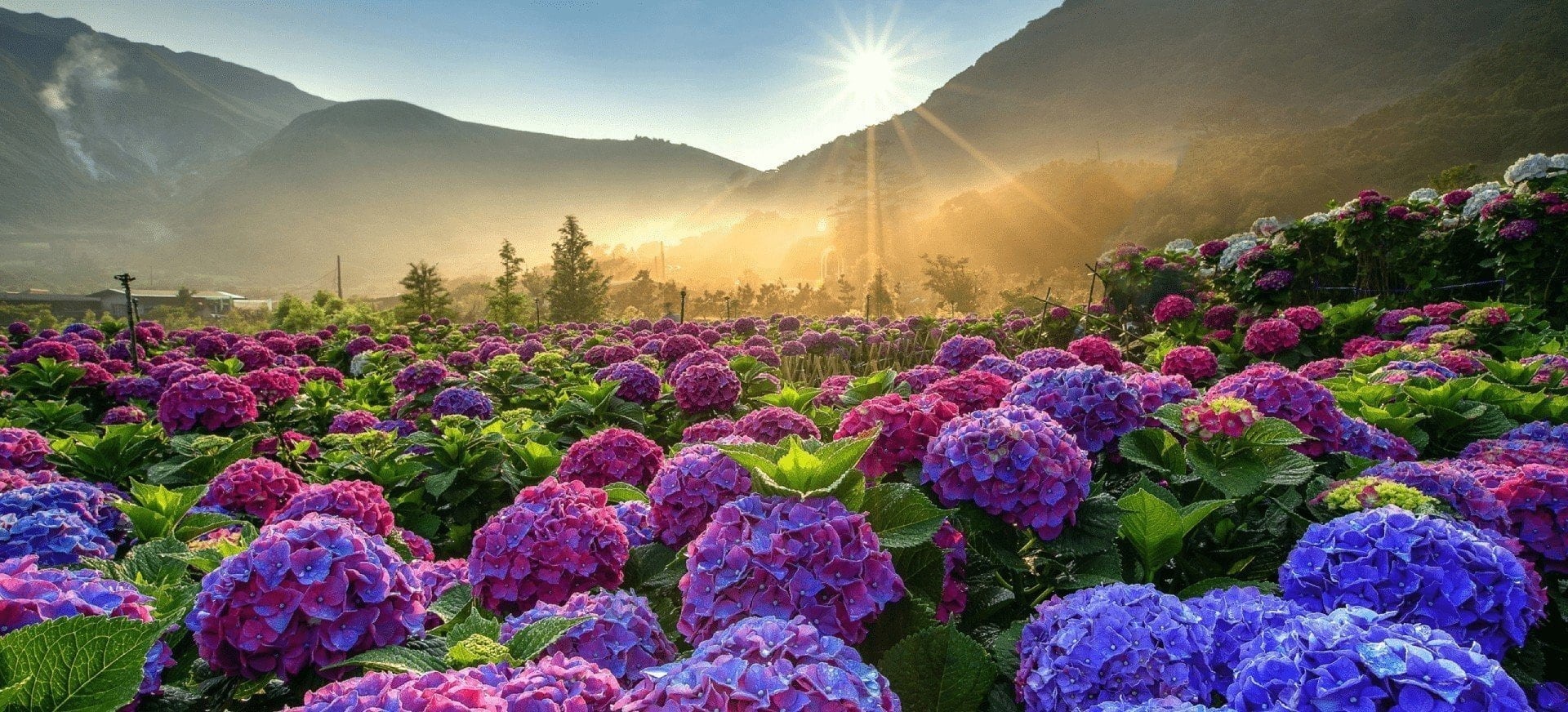 Bloom Haven -Bloom Haven canh dong hoa cam tu cau da lat