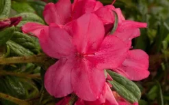 Autumn Jewel Encore Azalea - 2 Gallon Pot -Bloom Haven encore azalea autumn jewel 1
