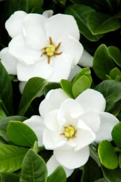 Buttons Gardenia - 3 Gallon Pot -Bloom Haven gardenia buttons 1